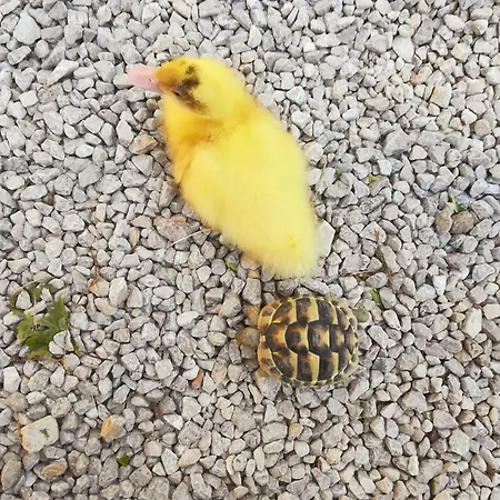 Il Sentiero Di Bed and Breakfast Ασίζη