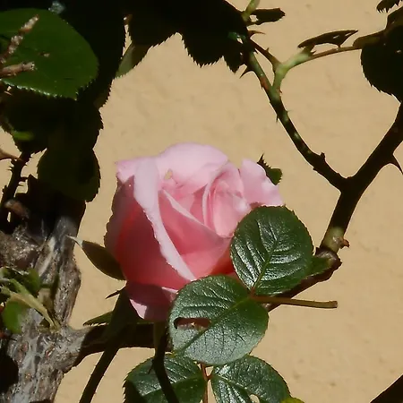 Bed and Breakfast Il Sentiero Di 3*