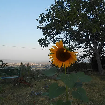 Il Sentiero Di Asís