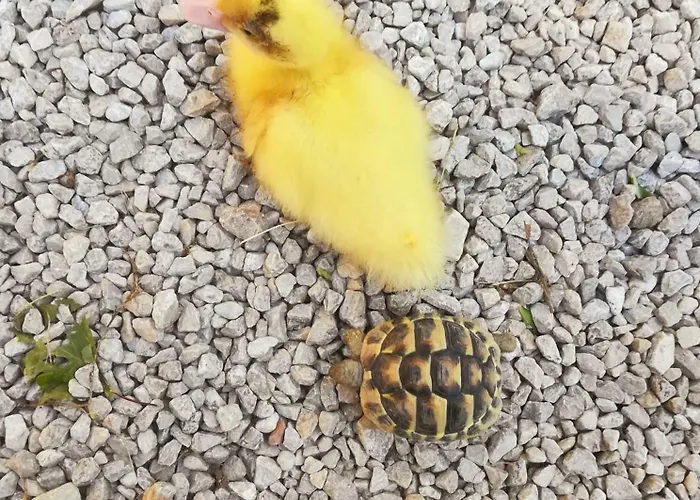 Il Sentiero Di Bed & Breakfast Assisi