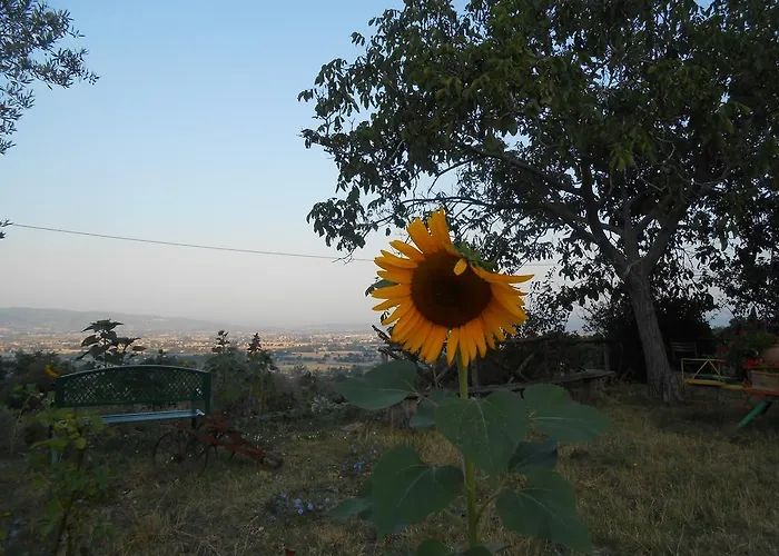 Il Sentiero Di Assisi