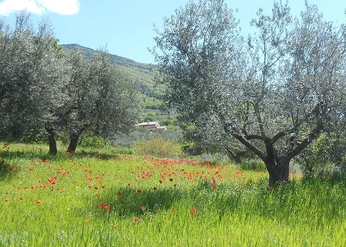 Il Sentiero Di 3* Assisi