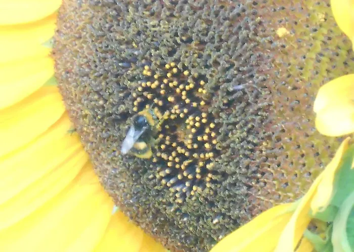 Il Sentiero Di Bed & Breakfast