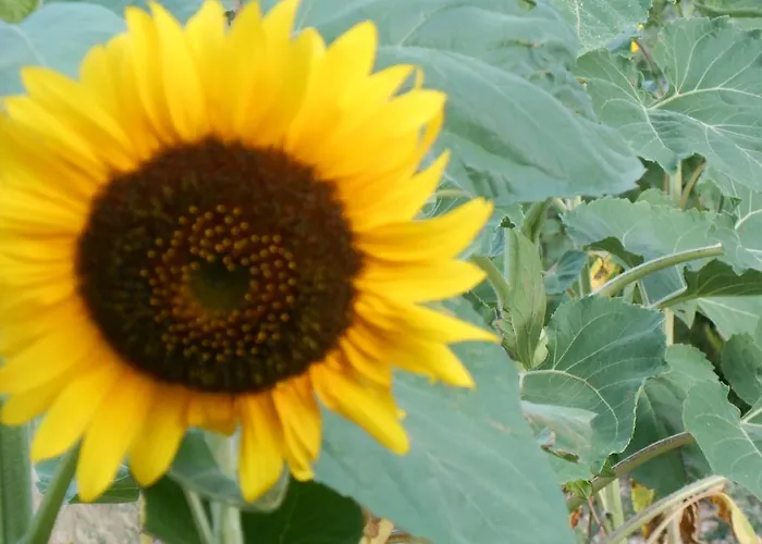 Il Sentiero Di 3* أسيسي